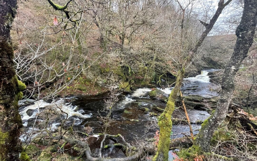 Forth Crown Estate Pilot Project Update